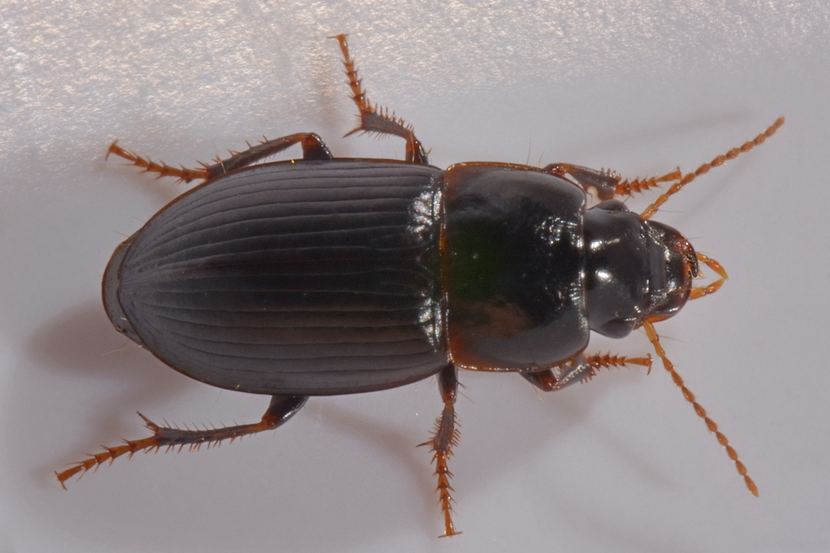 Carabidae: Harpalus sp.? H. modestus !!!